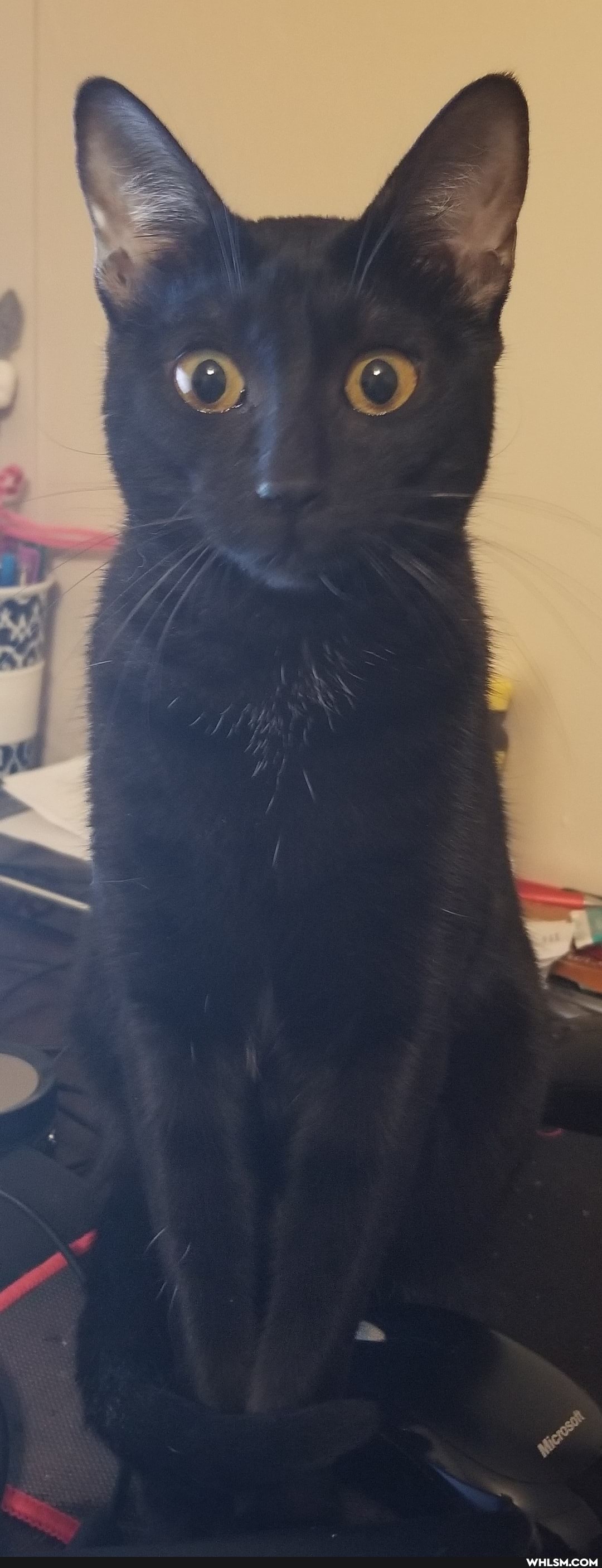 cat, cats, aww