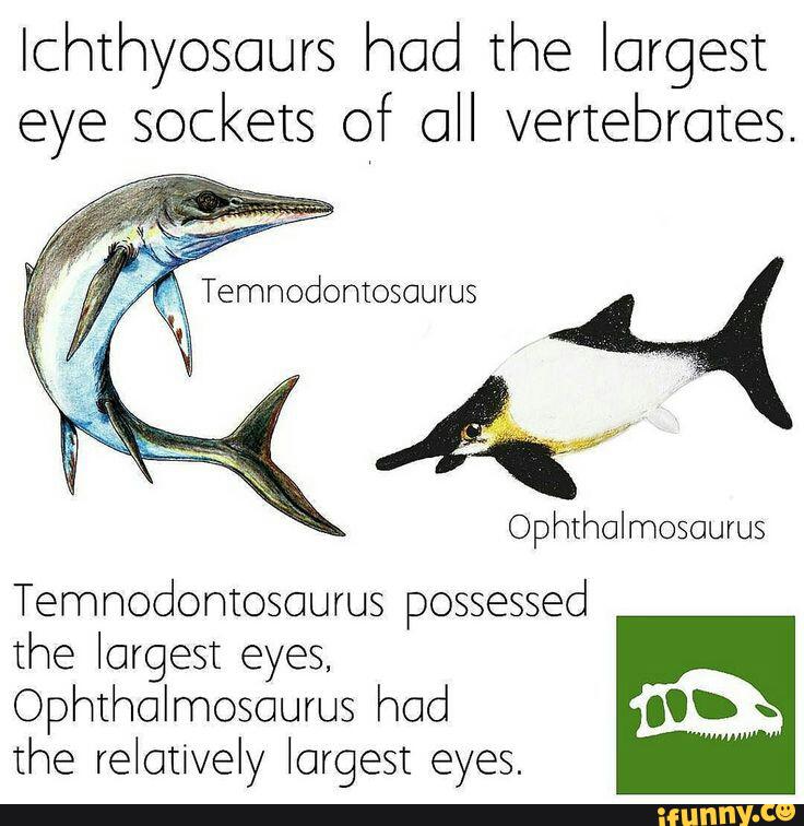 Ichthyosours had the largest
eye sockets of all vertebrates.
Temmodontosaurus possessed
the largest eyes,
Ophthalmosourus had
the relatively largest eyes.