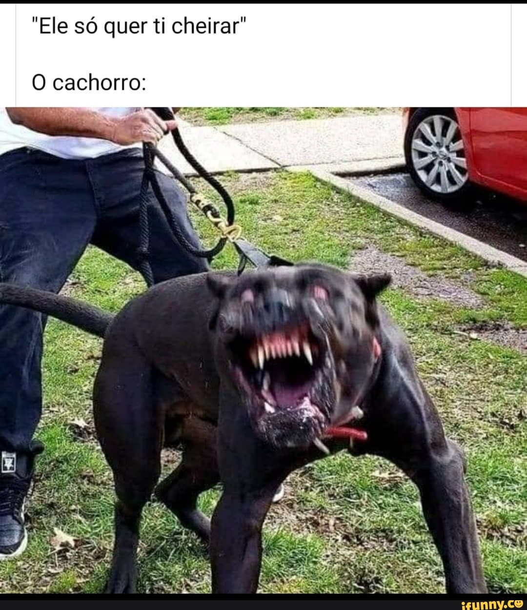 "Ele só quer ti cheirar"
O cachorro: