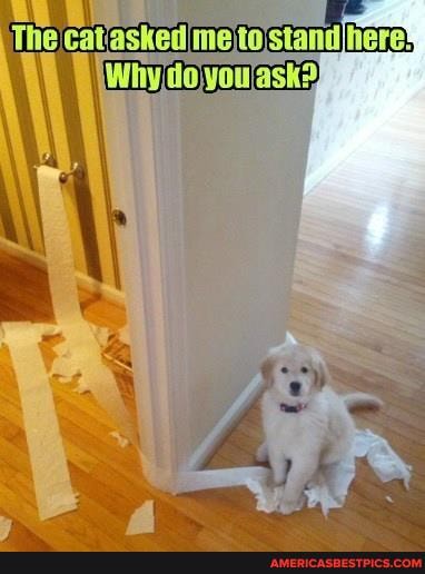 The cat asked me to stand here!