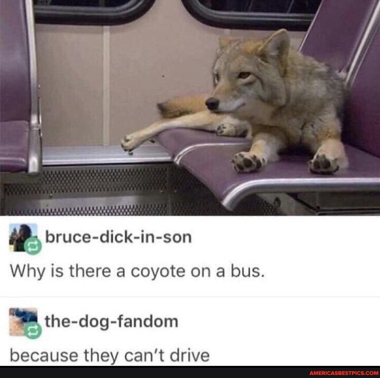 Coyote memes. Best Collection of funny Coyote pictures on iFunny Brazil