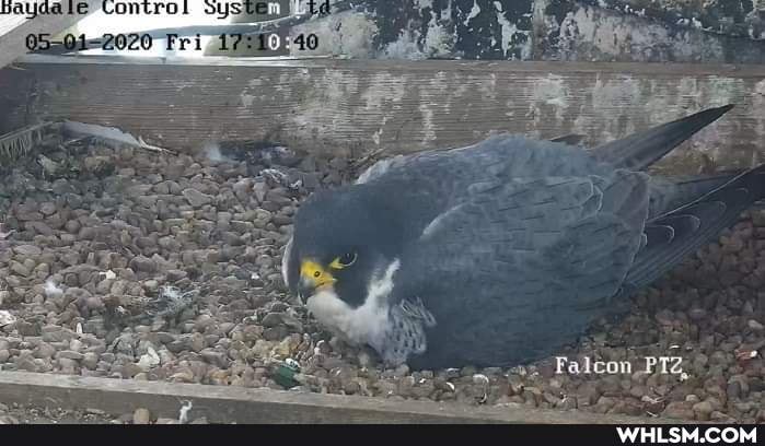 a LE '0
05504-2020 ri
Falcon,