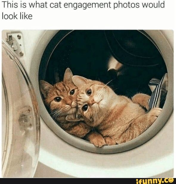 This is what cat engagement photos would
look like