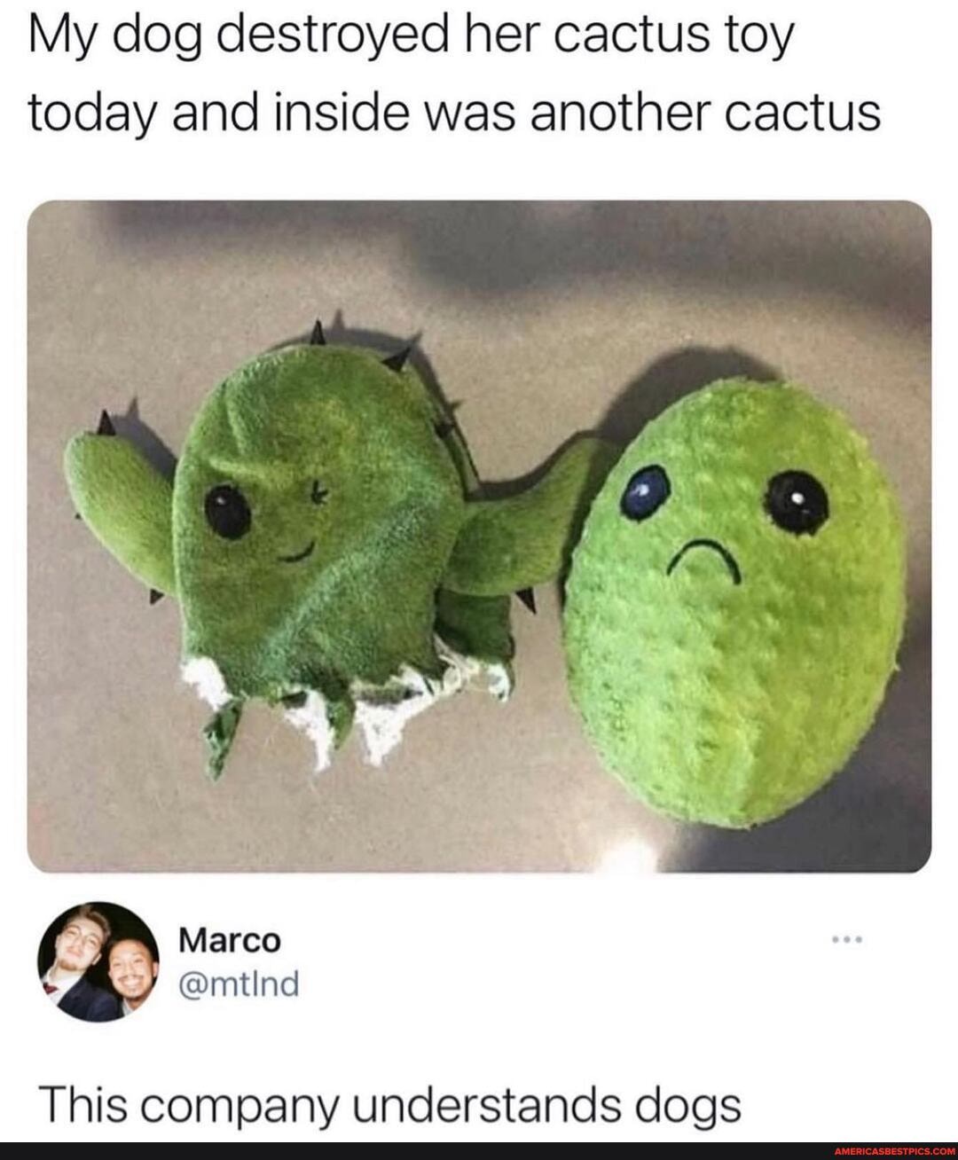 My dog destroyed her cactus toy today and inside was another cactus
@mtind
This companv understands doas