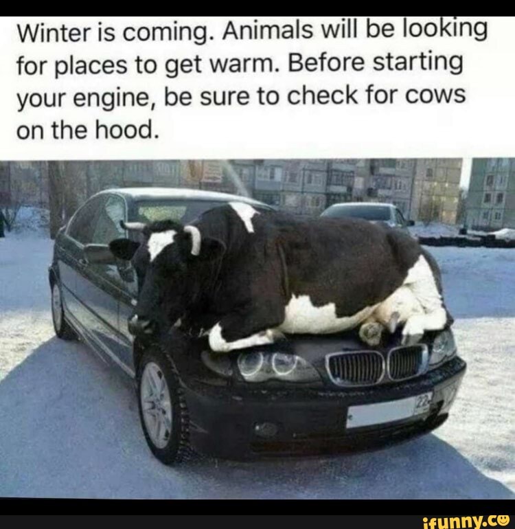 Winter is coming. Animals will be looking for places to get warm. Before starting your engine, be sure to check for cows on the hood.