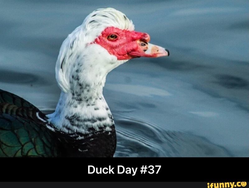 Duck Day #37 - Duck Day #37