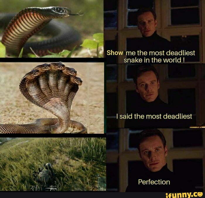 Show me the most deadliest snake in the world !
I said the most deadliest
Perfection