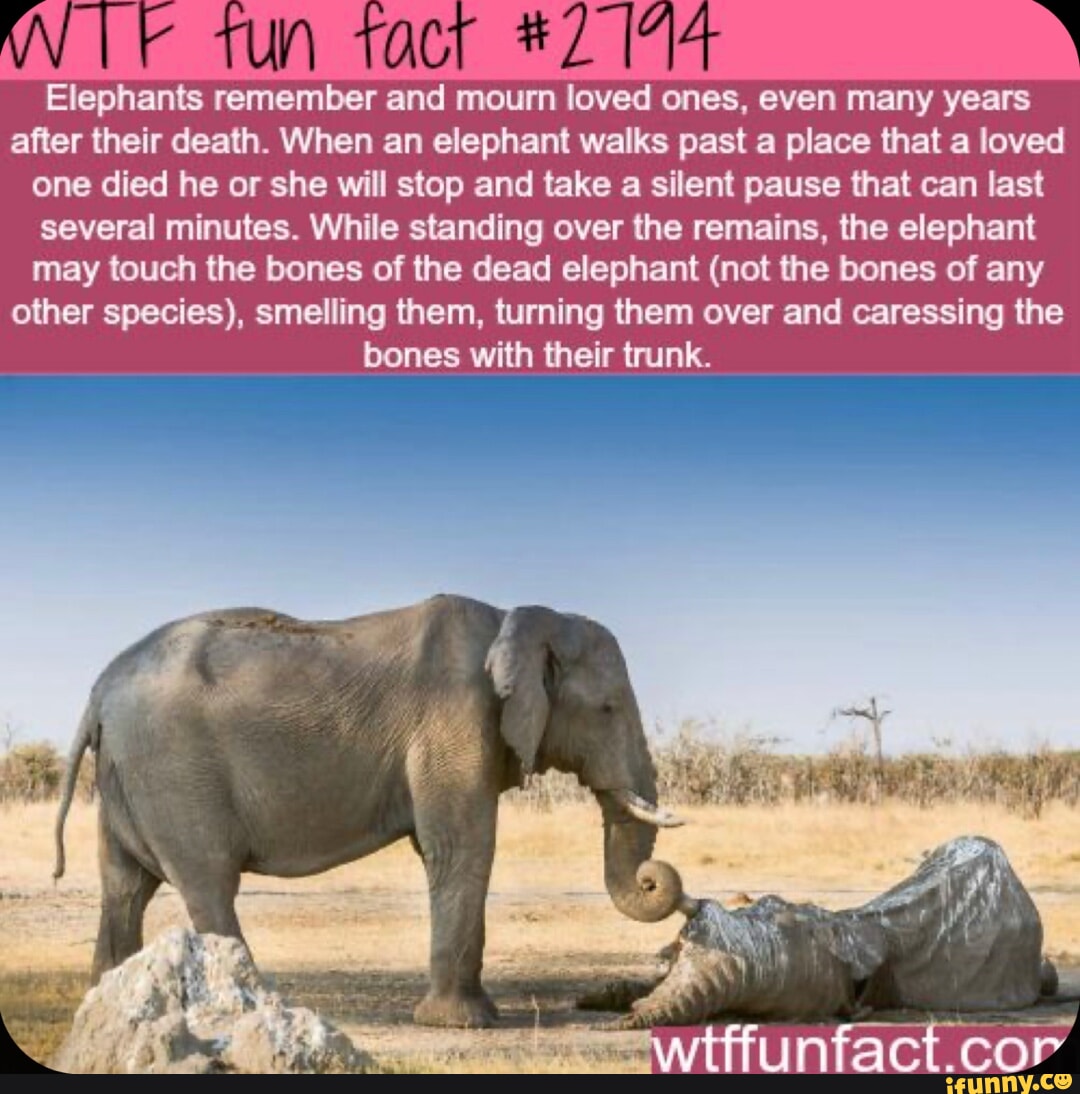 Elephants remember and mourn loved ones, even many years after their