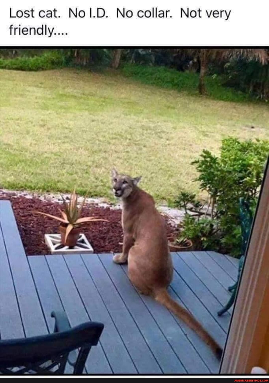 Lost cat. No collar. Not very friendly...
\ I