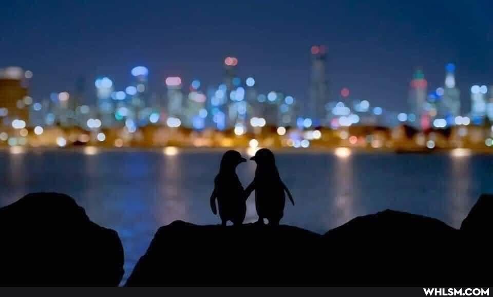aww, penguin, melbourne