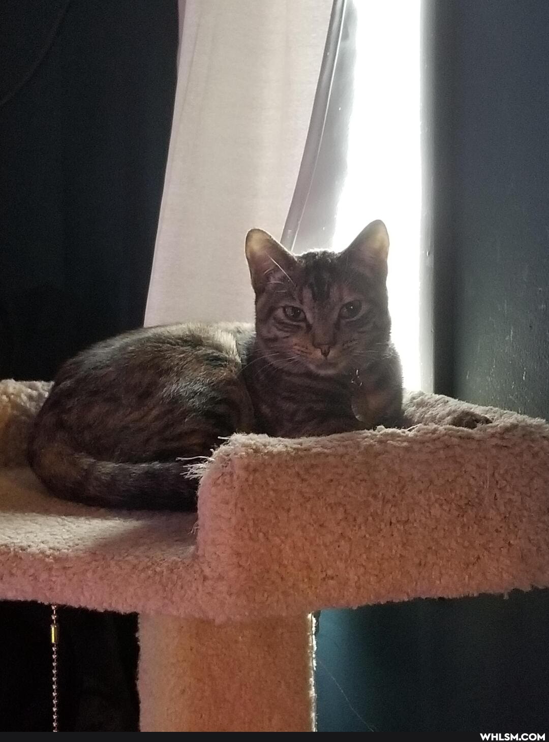cat, aww, kitten