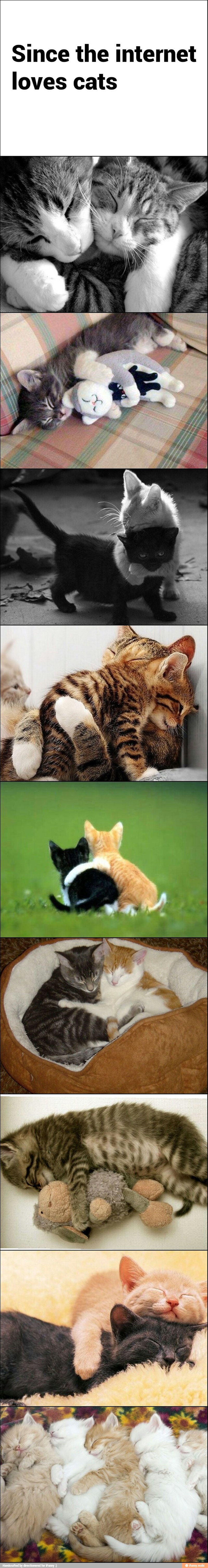 Since the internet
loves cats