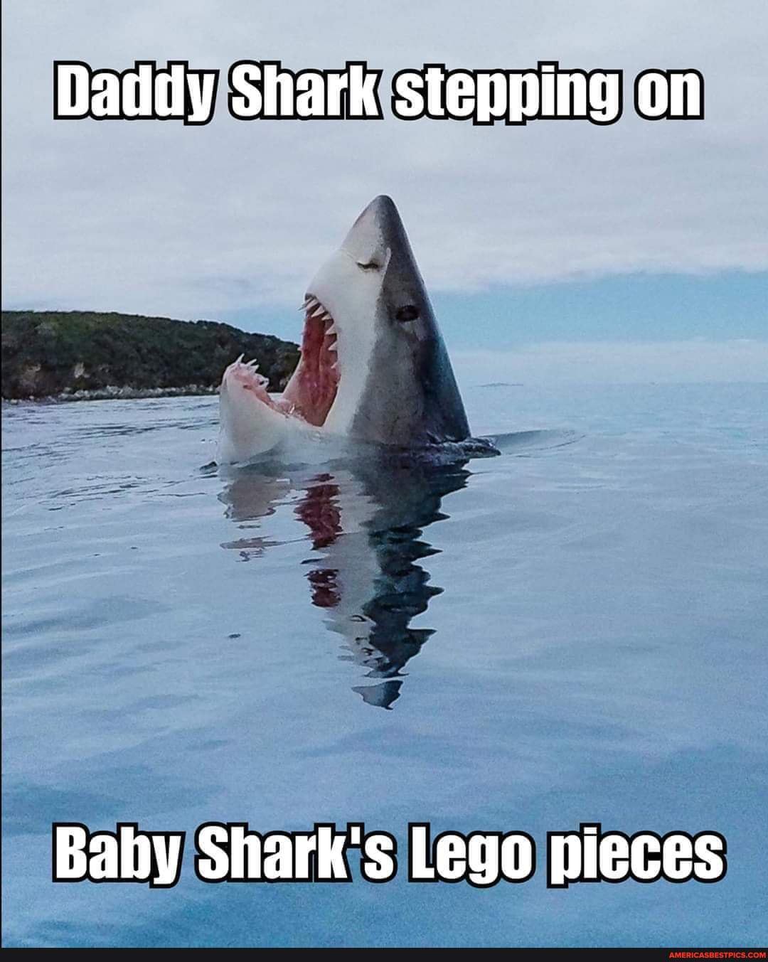 Daddy Shark stepping on Baby Shark's Lego pieces America’s best pics