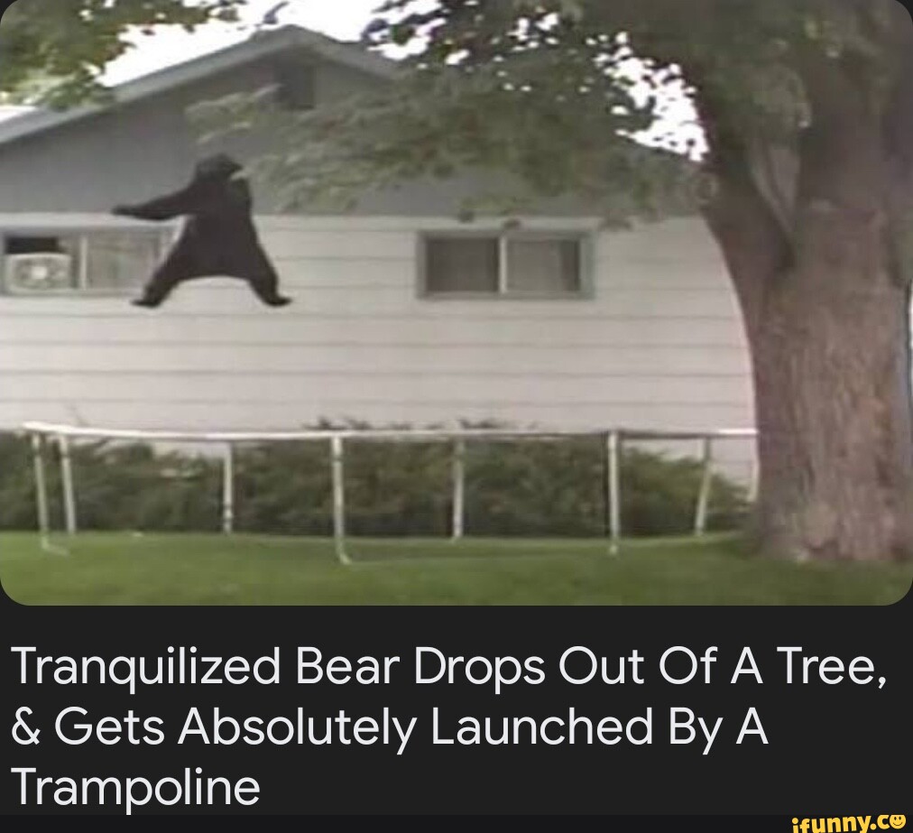 Tranquilized Bear Drops Out Of A Tree, & Gets Absolutely Launched By A  Trampoline - iFunny