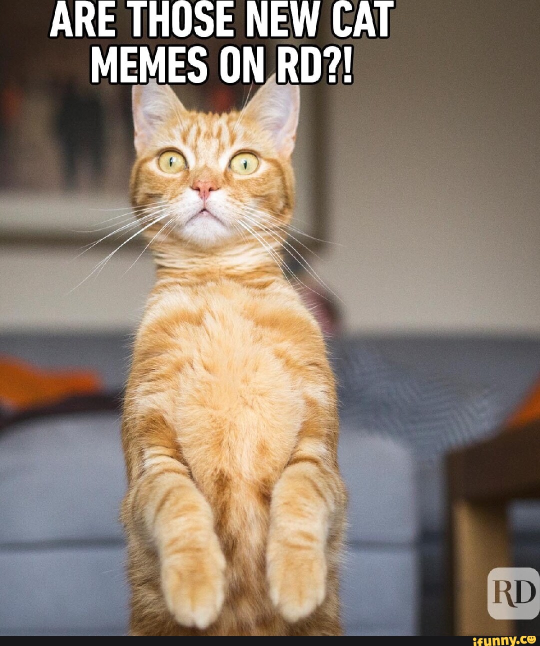 ARE THOSE NEW CAT MEMES ON RD?! iFunny