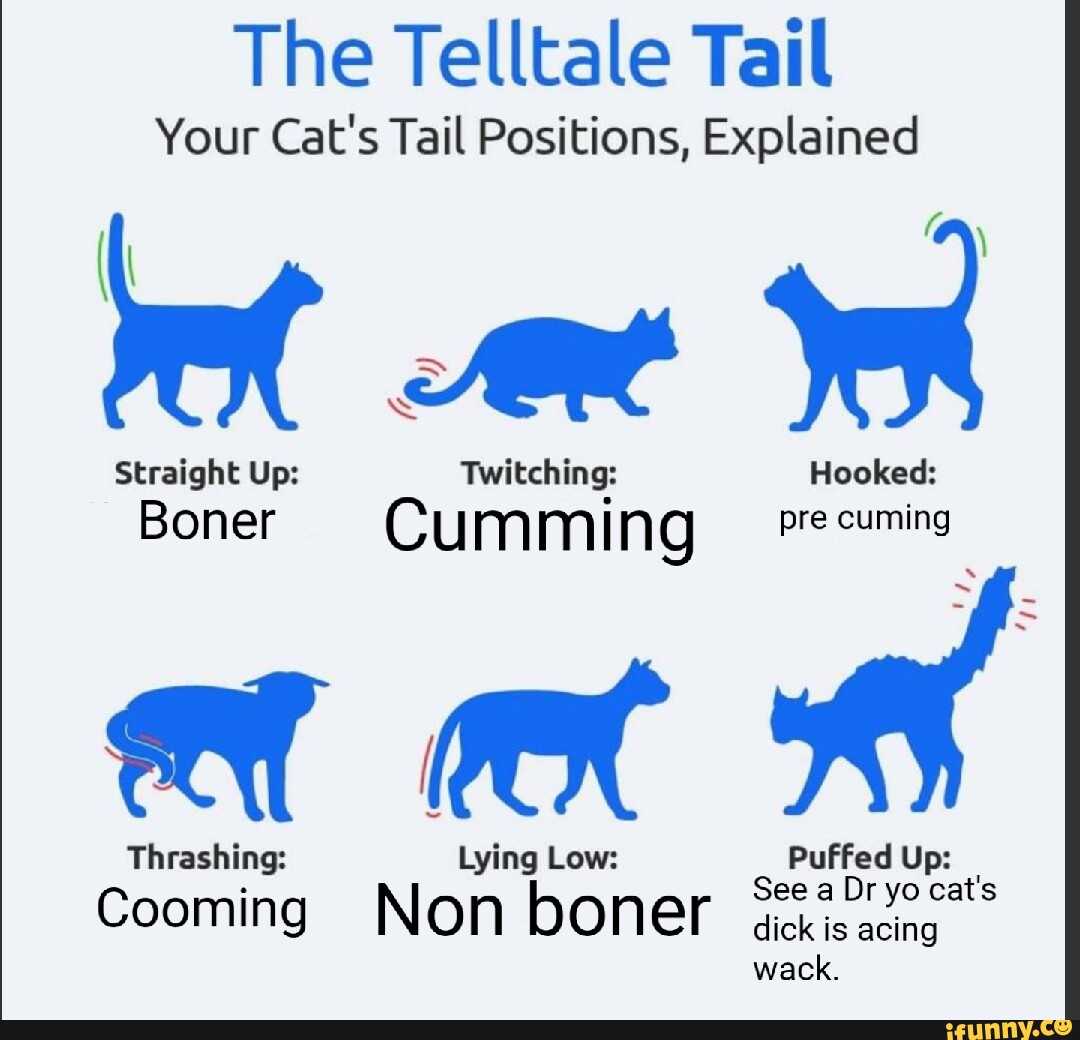 The Telltale Tail Your Cat's Tail Positions, Explained Twitching
