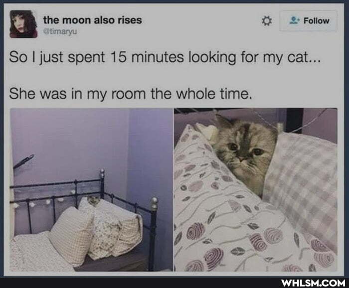 the moon also rises Xx Follow
So I just spent 15 minutes looking for my cat...
timaryu
She was in my room the whole time.