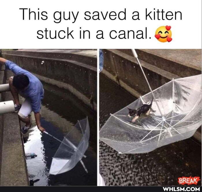 This guy saved a kitten stuck in a canal.