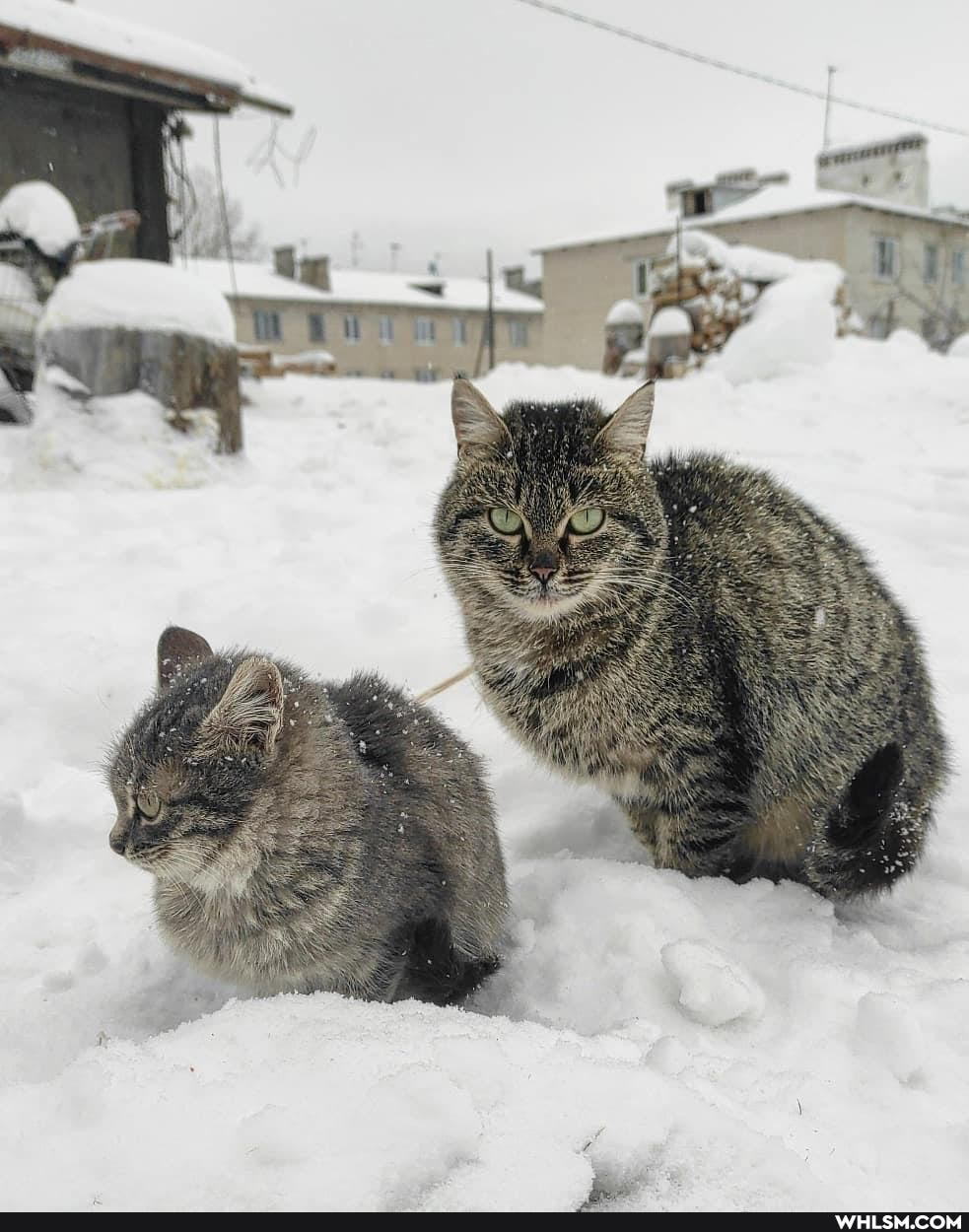 cats, photography, russia