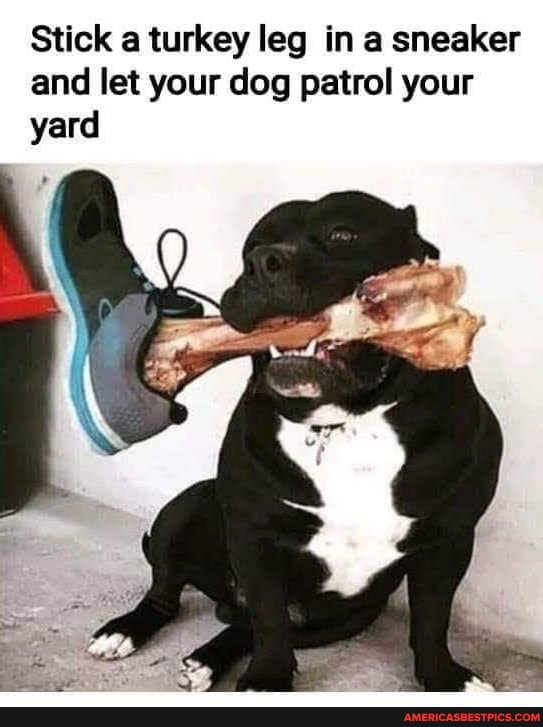 Stick a turkey leg in a sneaker and let your dog patrol your yard