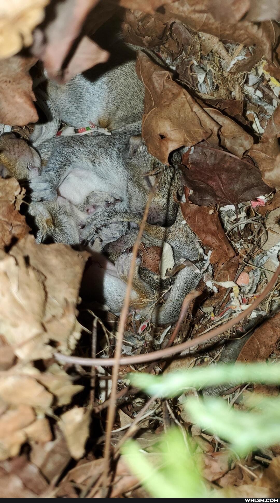 squirrel, baby_animals