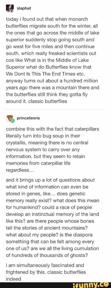 today i found out that when monarch
butterflies migrate south for the winter, all
the ones that go across the middle of lake
superior suddenly stop going south and
go west for five miles and then continue
south. which really freaked scientists out
cos like What is in the Middle of Lake
Superior what do Butterflies know that
We Dont Is This The End Times etc.
anyway turns out about a hundred million
years ago there was a mountain there and
the butterflies still think they gotta fly
around it. classic butterflies
I
combine this with the fact that caterpillars
literally turn into bug soup in their
crystallis, meaning there is no central
nervous system to carry over any
information, but they seem to retain
memories from caterpillar life
regardless.
and it brings up a lot of questions about
what kind of information can even be
stored in genes, like... does genetic
memory really exist? what does this mean
for humankind? could a race of people
develop an instinctual memory of the land
like this? are there people whose bones