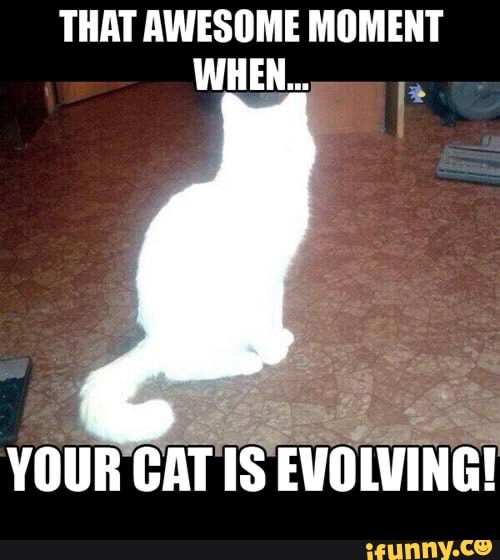 THAT AWESOME MOMENT WHEN...
YOUR CAT IS EVOLVING!