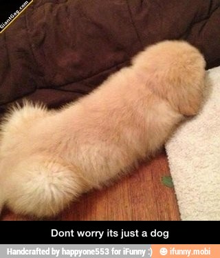 Dont worry its just a dog - Dont worry its just a dog
