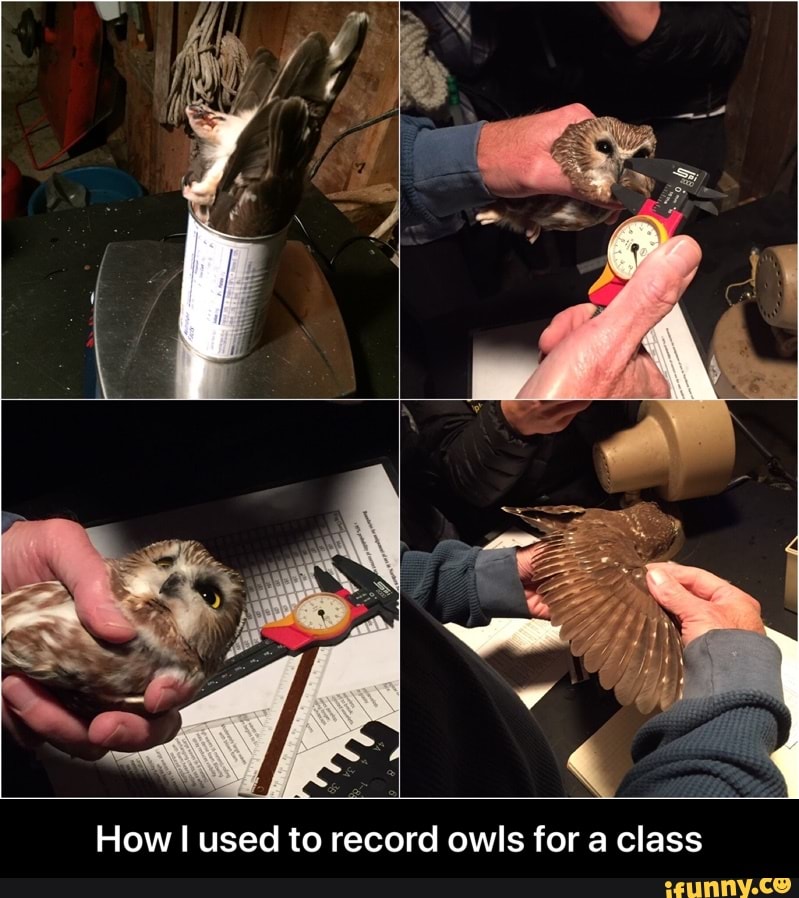 y
E
4
How I used to record owls for a class - How I used to record owls for a class