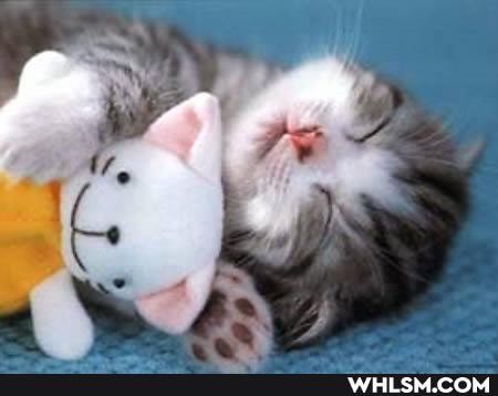 cat, cats, kitten