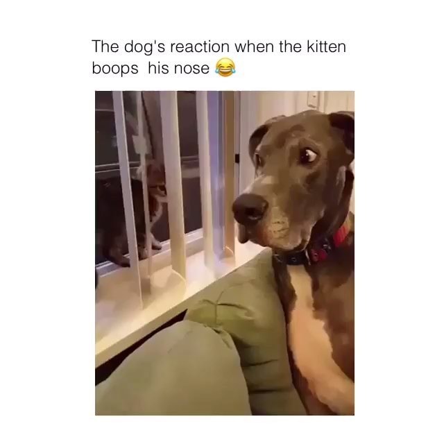 The dog‘s reaction when the kitten boops his nose :3 - )