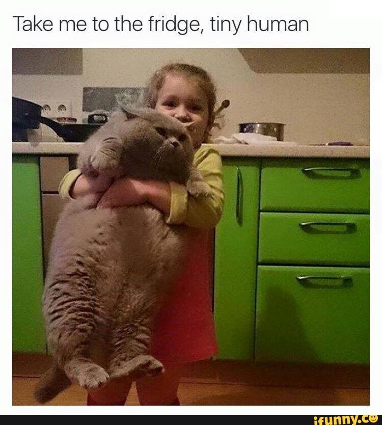 Take me to the fridge, tiny human