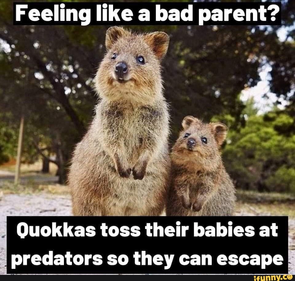 feeling-like-a-bad-parent-quokkas-toss-their-babies-at-predators-so