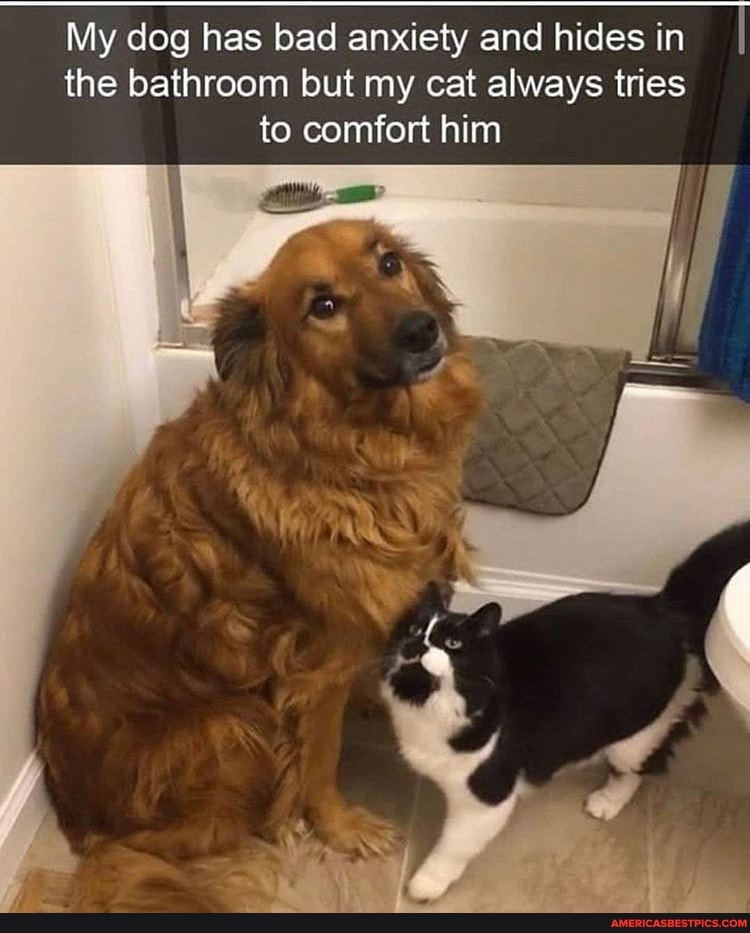 My dog has bad anxiety and hides in I the bathroom but my cat always tries to comfort him