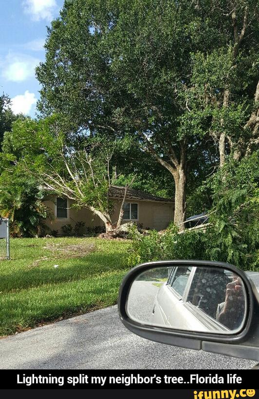 Lightning split my neighbors tree..Florida life - Lightning split my neighbor's tree..Florida life