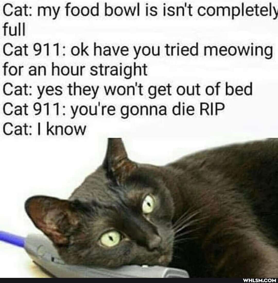 Cat: my food bowl is isn't completely full
Cat 911: ok have you tried meowing for an hour straight
Cat: yes they won't get out of bed
Cat 911: you're gonna die RIP
Cat: I know