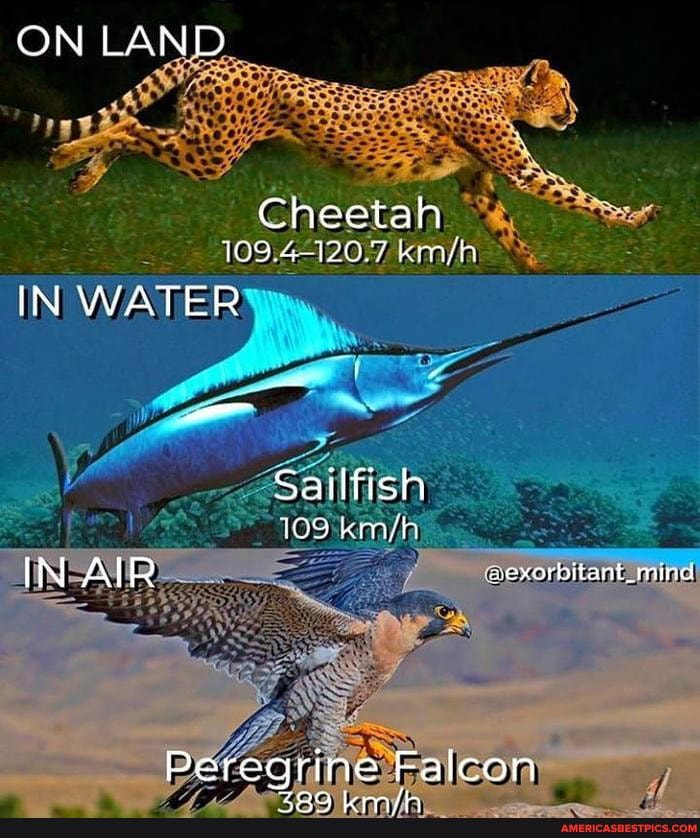 ON LAND
Cheetah
IN WATER
Sailfish
109
N Al R exorbitant _mind
Peregrine Falcon