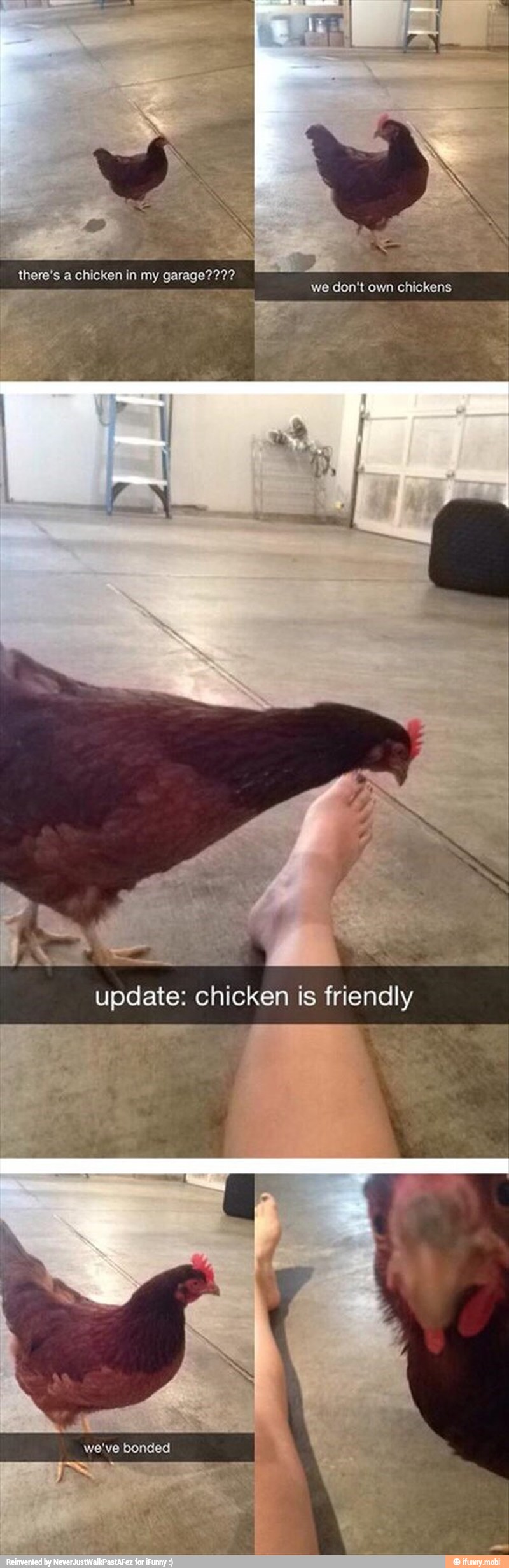 bags
update: chicken is friendly