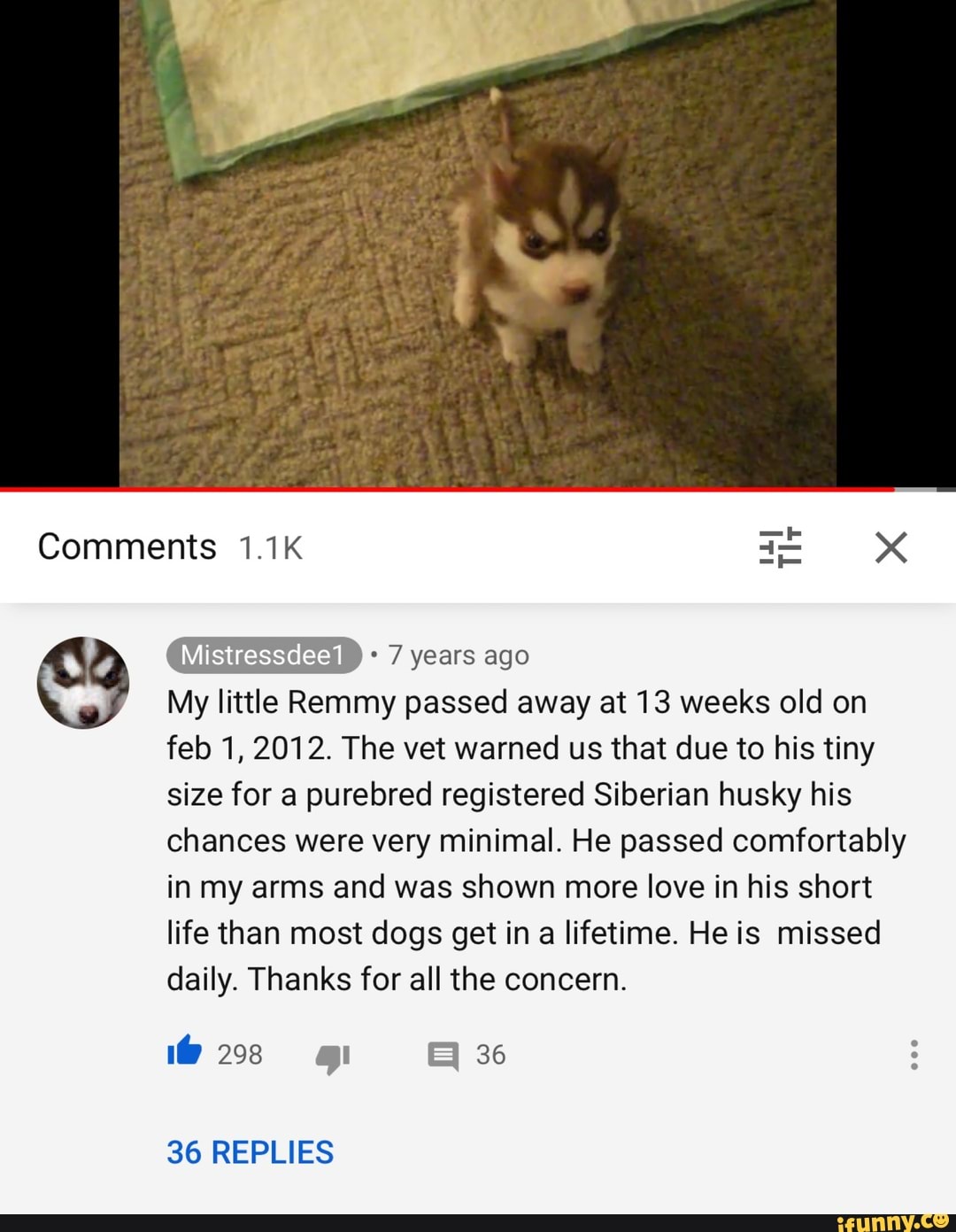 years ago
My little Remmy passed away at 13 weeks old on
feb 1, 2012. The vet warned us that due to his tiny
size for a purebred registered Siberian husky his
chances were very minimal. He passed comfortably
in my arms and was shown more love in his short
life than most dogs get in a lifetime. He is missed
daily. Thanks for all the concern.
36 REPLIES