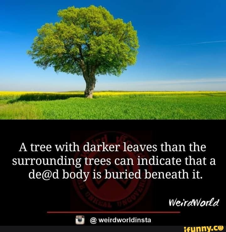 A tree with darker leaves than the surrounding trees can indicate that