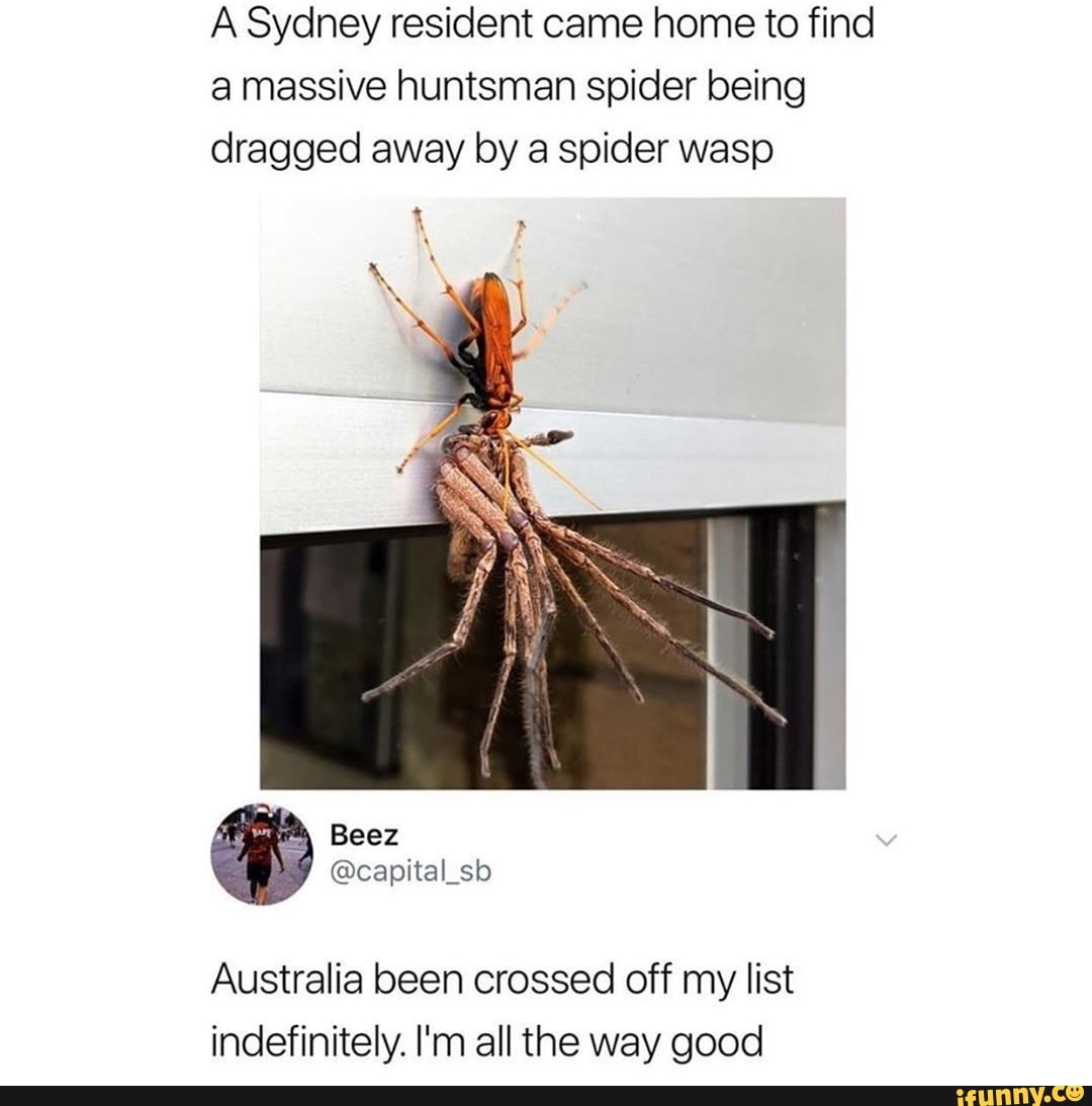 A Sydney resident came home to find a massive huntsman spider being ...