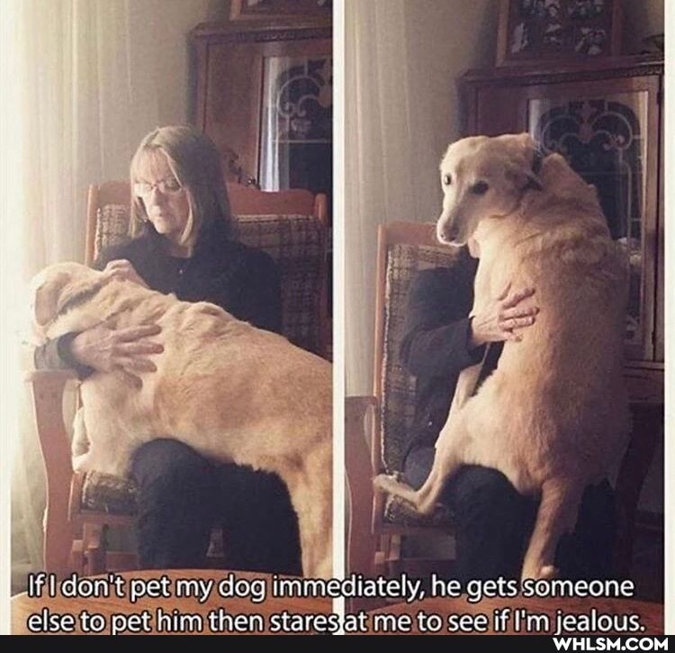 if ice
ont pet my
dog
ately, he gets someone