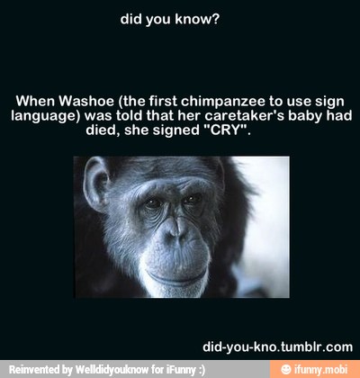 Did you know? When Washoe (the first chimpanzee to use sign language ...