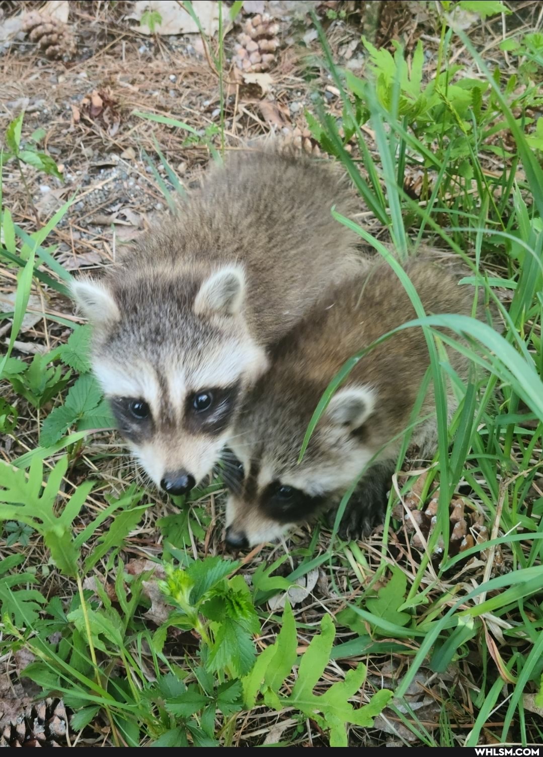awe, cute_animal, baby_animals