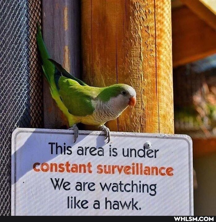This area is under cOnstant surveillance
We are watching
like hawk