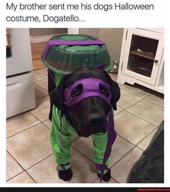 My brother sent me his dogs Halloween costume, Dogatello...