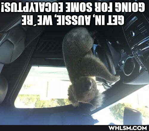 iSNLdATYONI NOS 9NIOS IM IISSAVÍNIIIS