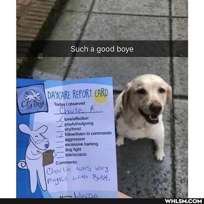 Such a good boye