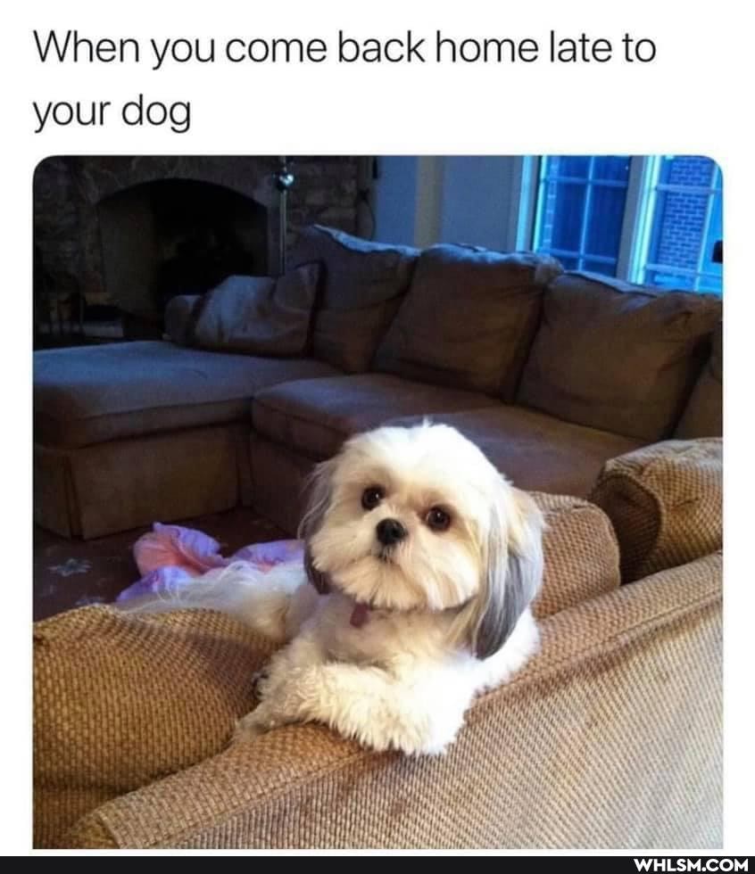 When you come back home late to your dog