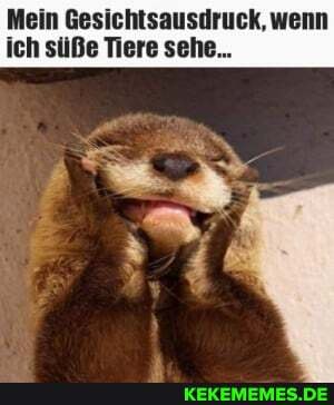 Mein Gesichtsausdruck, wenn ich süße Tiere sehe...